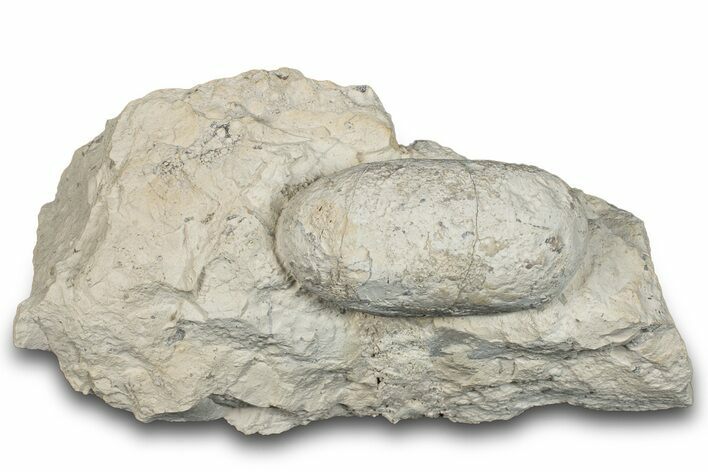 Eocene Fossil Crocodile Egg - Bouxwiller, France #293163